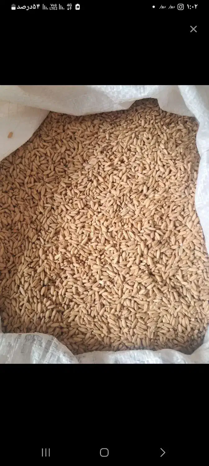 گندم ۲ تن  دارم شهرستان هست هر کسی بخاست میارم|عمده‌فروشی|قم, قلعه یزدیها|دیوار