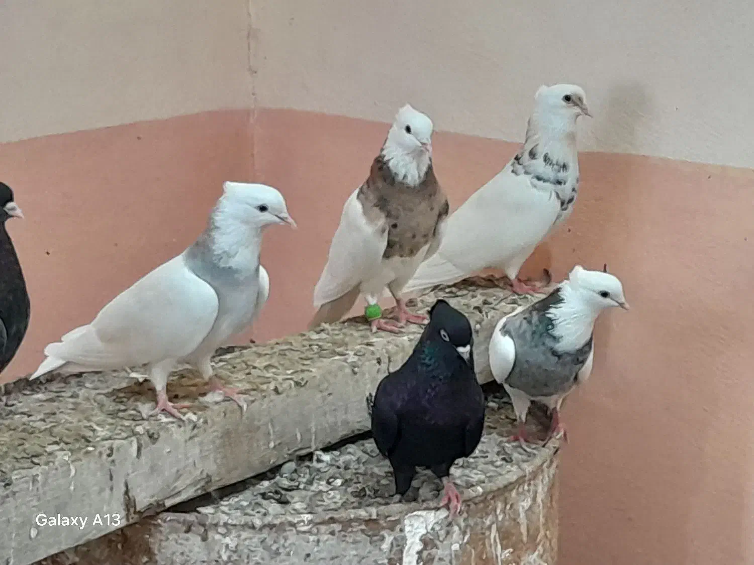 طوقی وسیاه|پرنده|سعدآباد, |دیوار