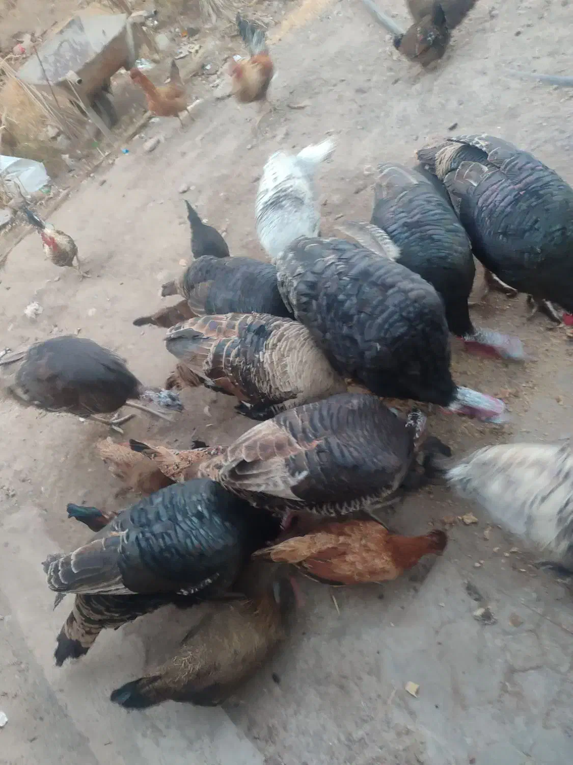 فروش باقیمت مناسب|حیوانات مزرعه|بم, |دیوار