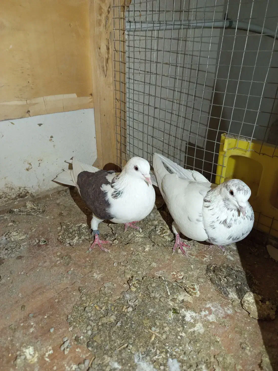 کفتر|پرنده|پاکدشت, پاکدشت (مامازند)|دیوار