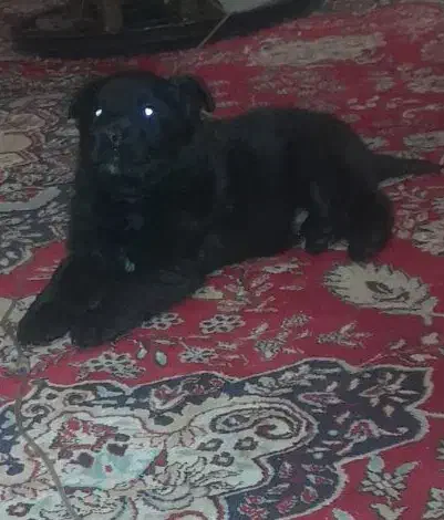 سگ بلک|سگ|کرمانشاه, |دیوار