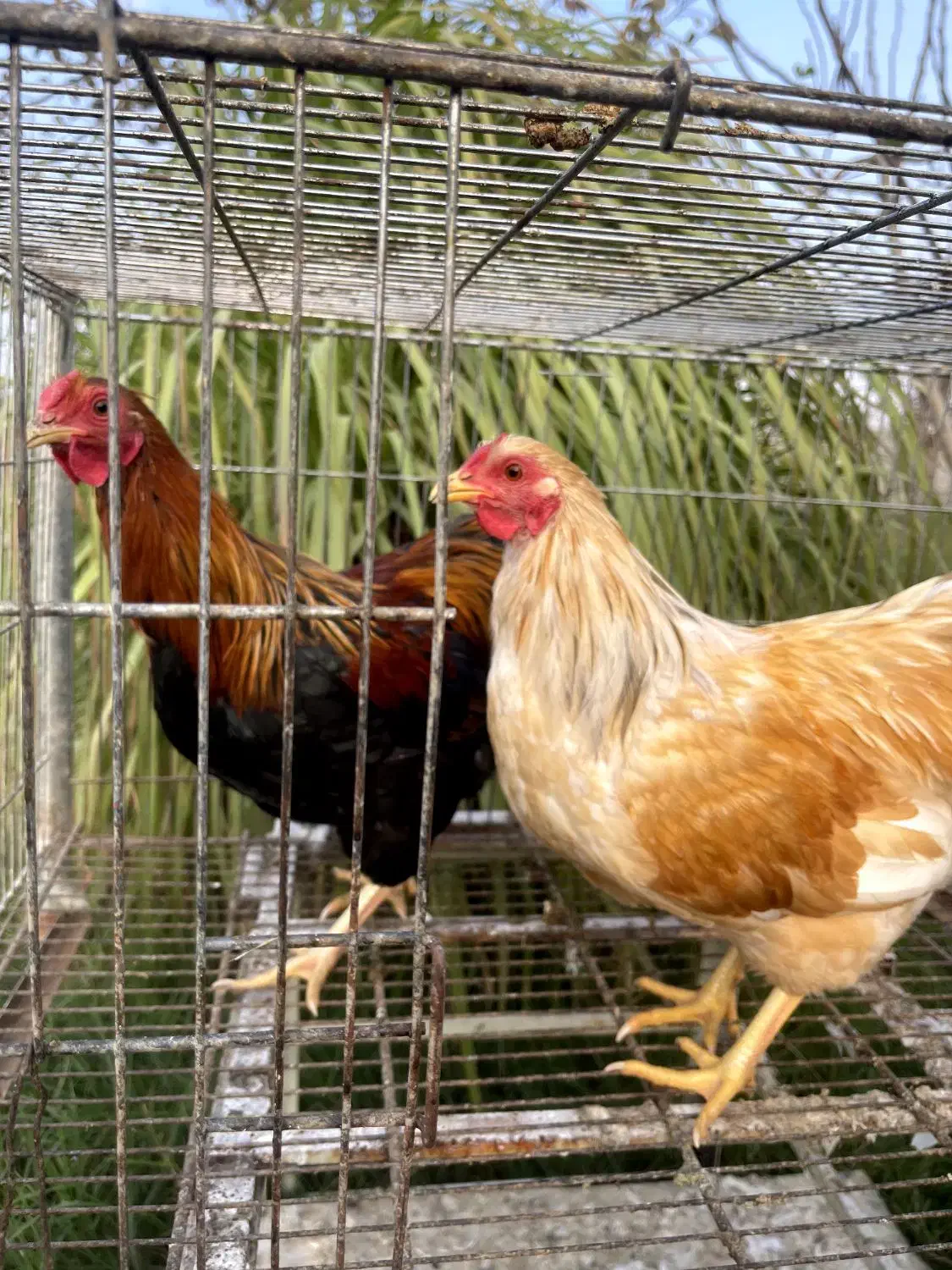 مرغ و خروس نژاد ویاندوت|حیوانات مزرعه|تهران, جوادیه تهرانپارس|دیوار