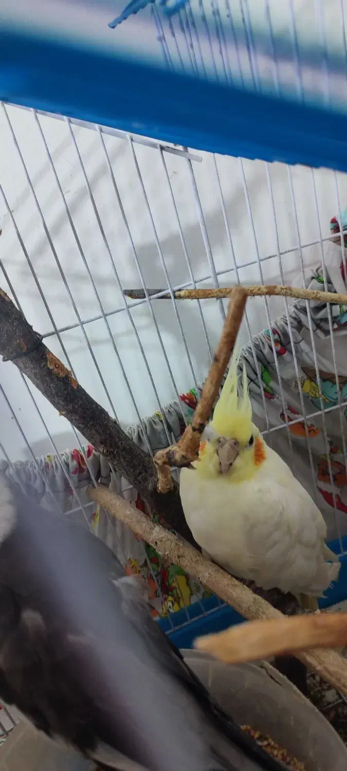 عروس هلندی جفت|پرنده|رشت, جماران|دیوار