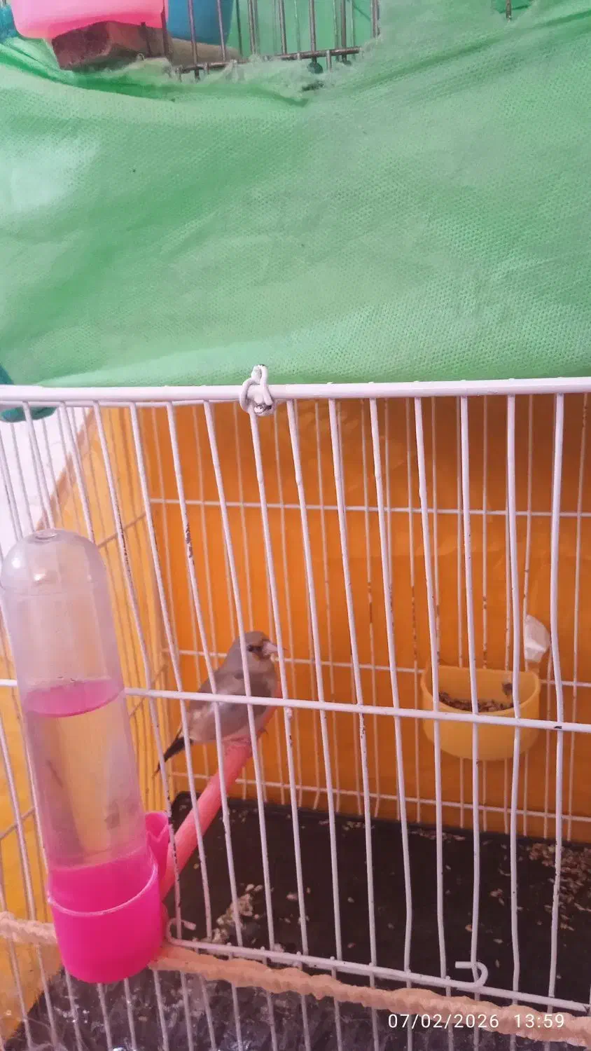 سهره.قناری|پرنده|تربت‌حیدریه, آغوی|دیوار