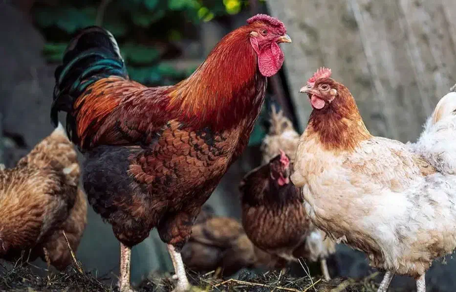 فروش مرغ تخم گذار خانگی|حیوانات مزرعه|بافق, |دیوار