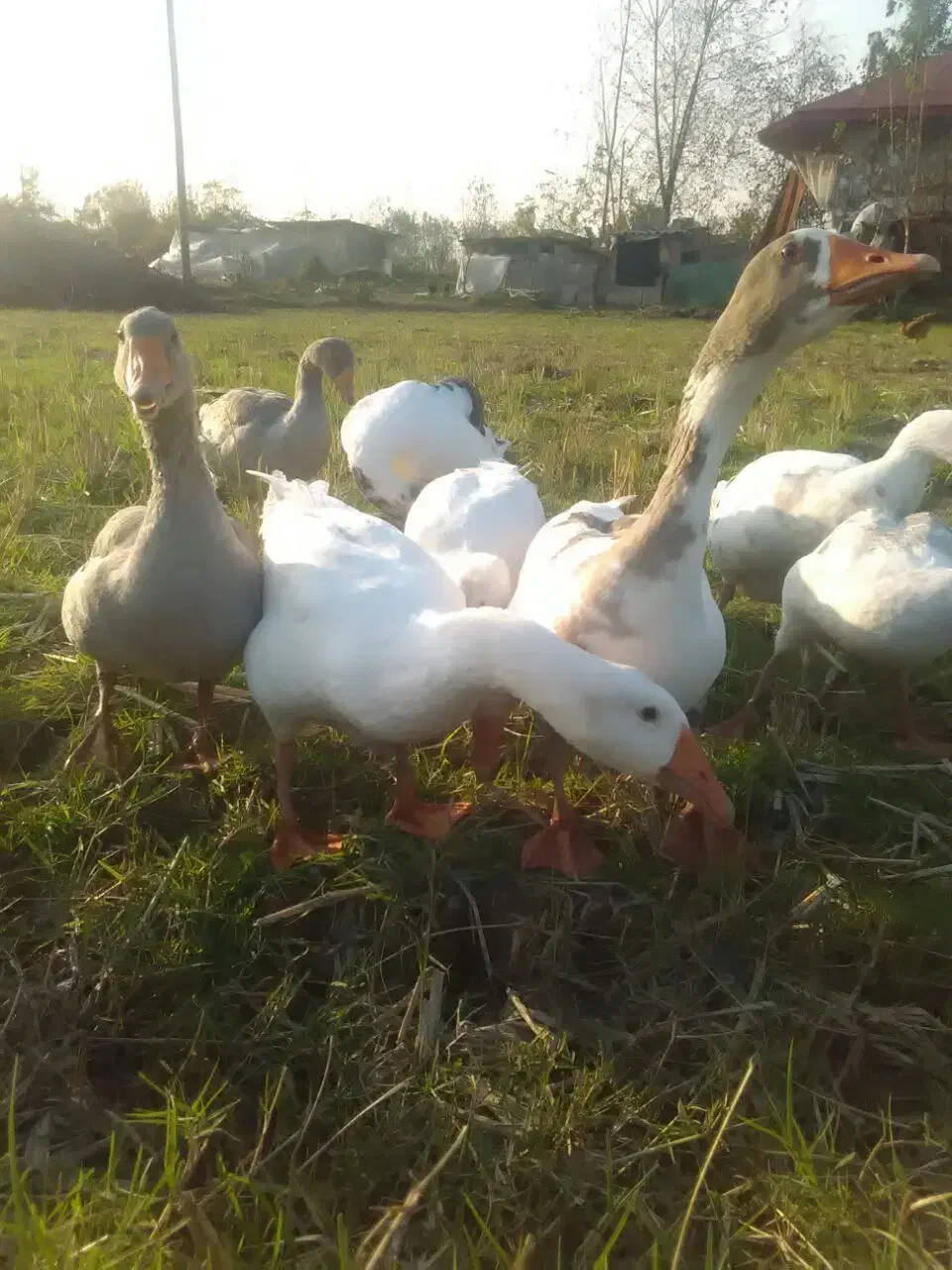 ۹عدد غاز|حیوانات مزرعه|رشت, پاستوریزه|دیوار