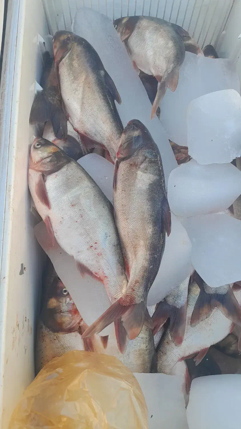 ماهی تازه|ماهی|اسلام‌‌آباد غرب, |دیوار