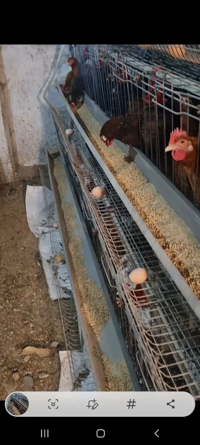 قفس مرغ|لوازم جانبی حیوانات|رشت, لاکان|دیوار