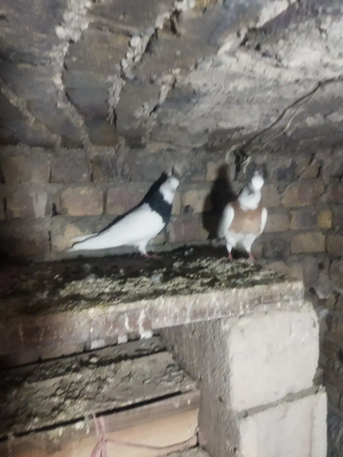 طوقی|پرنده|تویسرکان, |دیوار