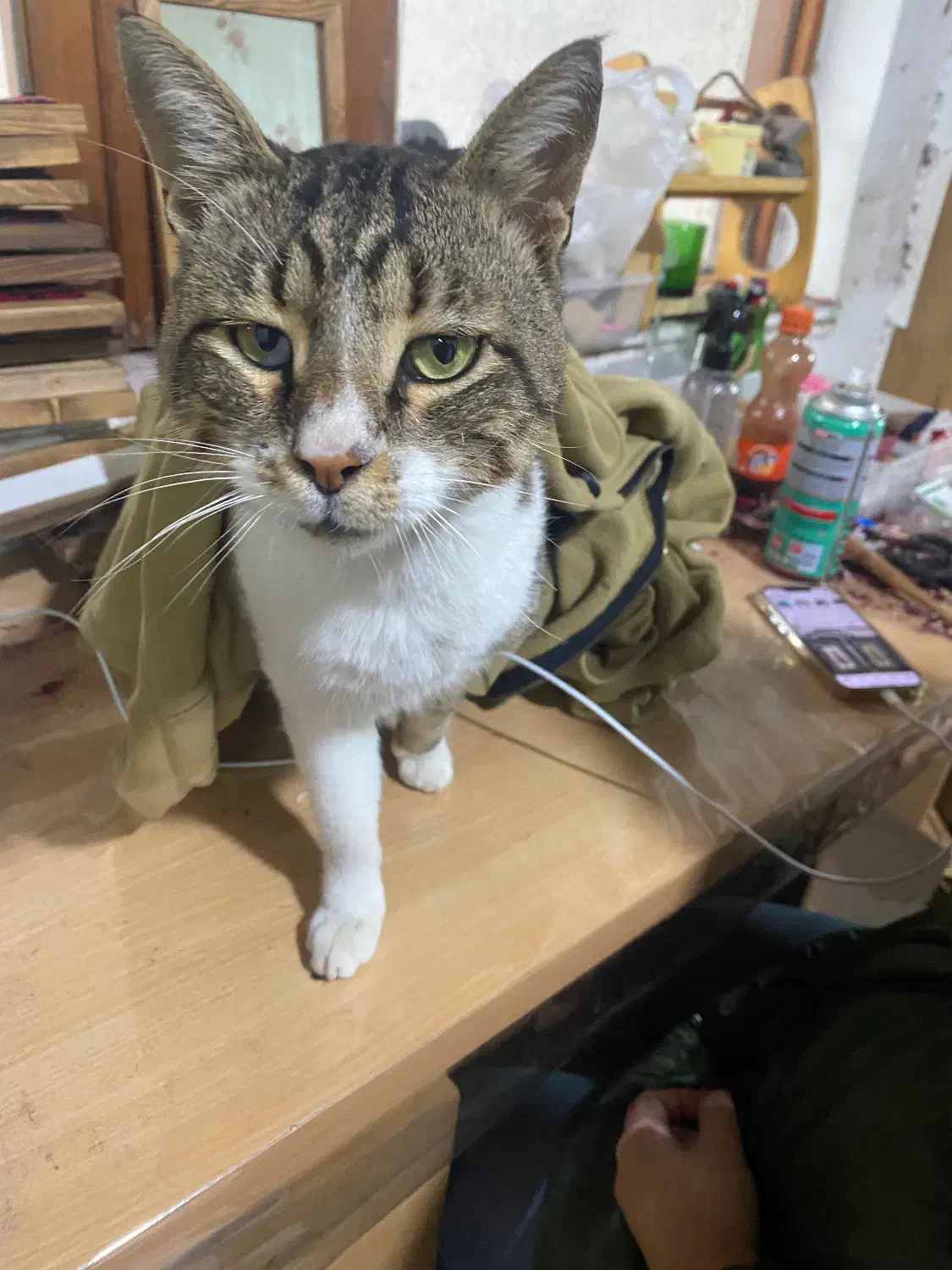 گربه گم شده|حیوانات|رشت, نخودچر|دیوار