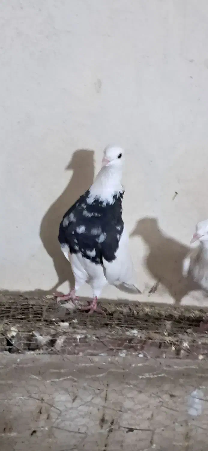 طوق کرمانی|پرنده|سی‌سخت, |دیوار