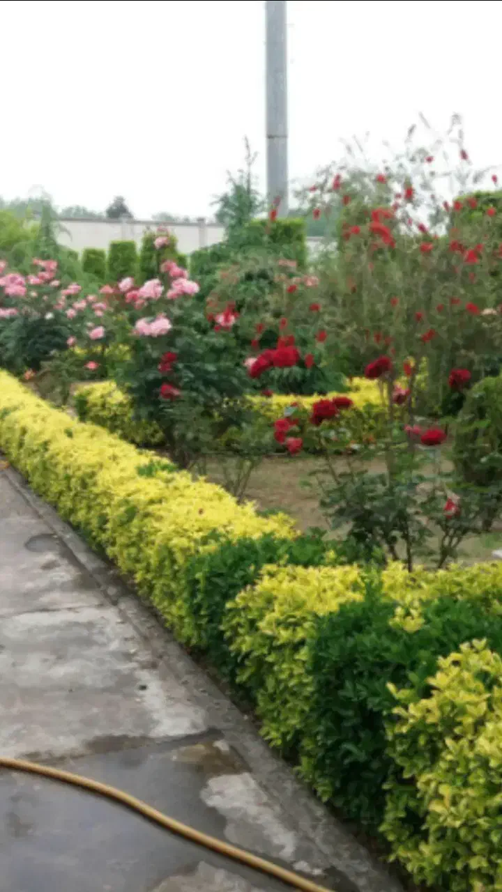 سم پاشی منزل باغبانی هرس نظافت اچارفرانس|خدمات نظافت|رشت, استقامت ۱|دیوار