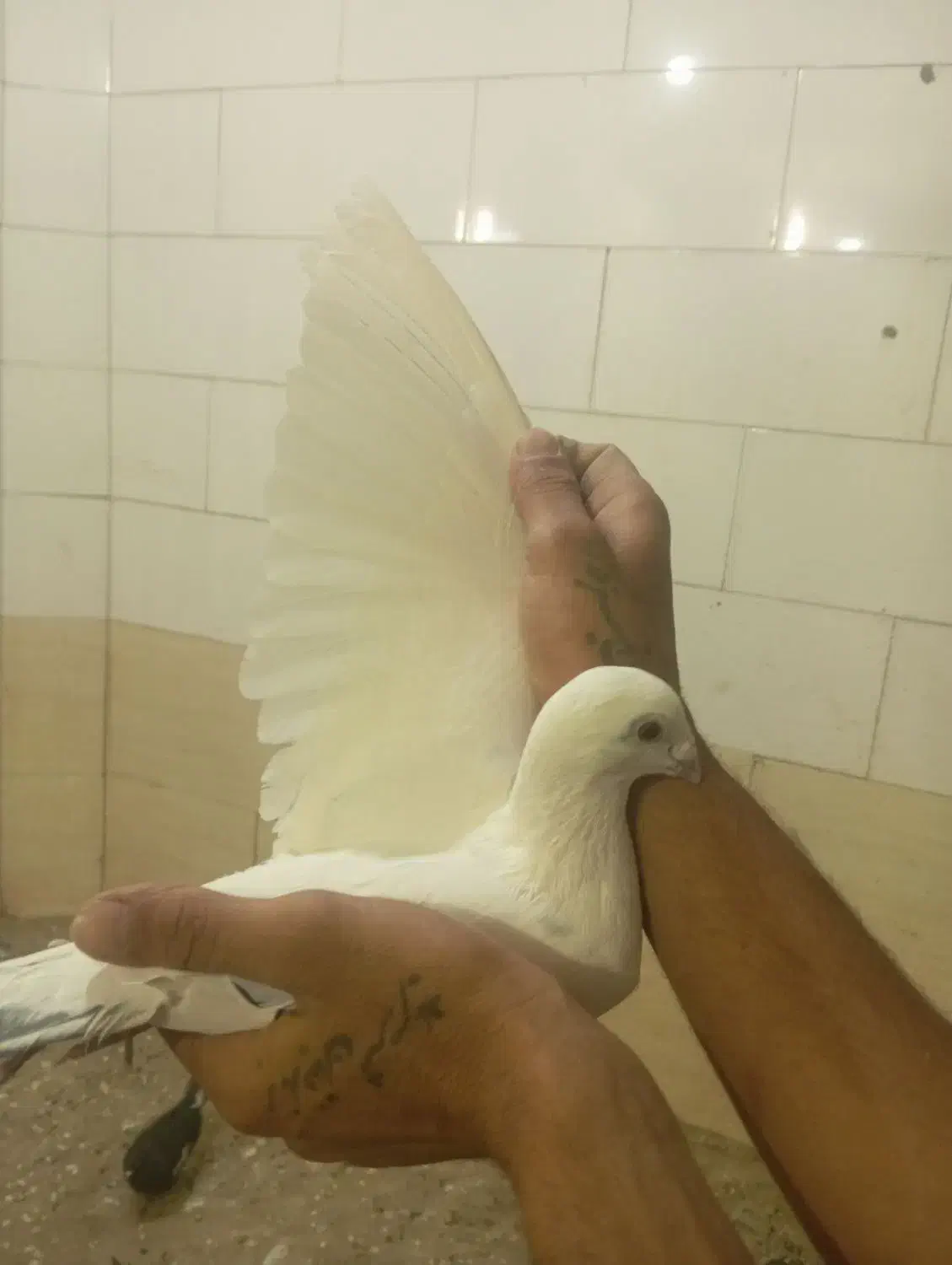 پلاکی نر ماده|پرنده|مسجد سلیمان, |دیوار