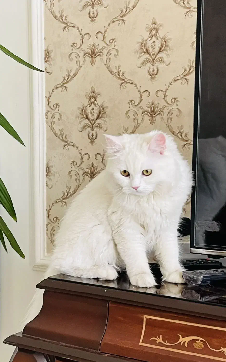 گربه پرشین ماده فروشی|گربه|ارومیه, |دیوار