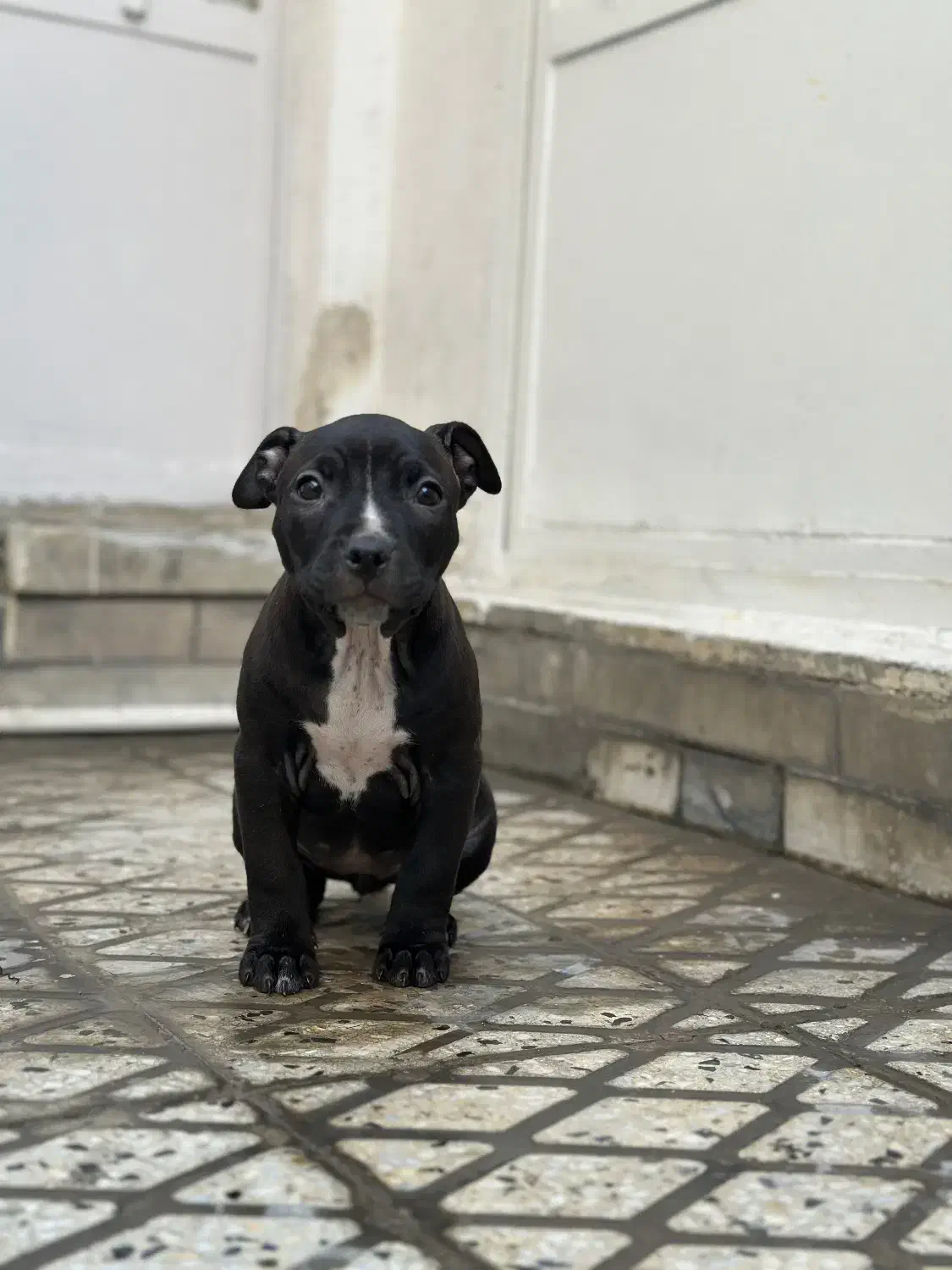 سگ اصیل از نژاد|سگ|دورود, |دیوار