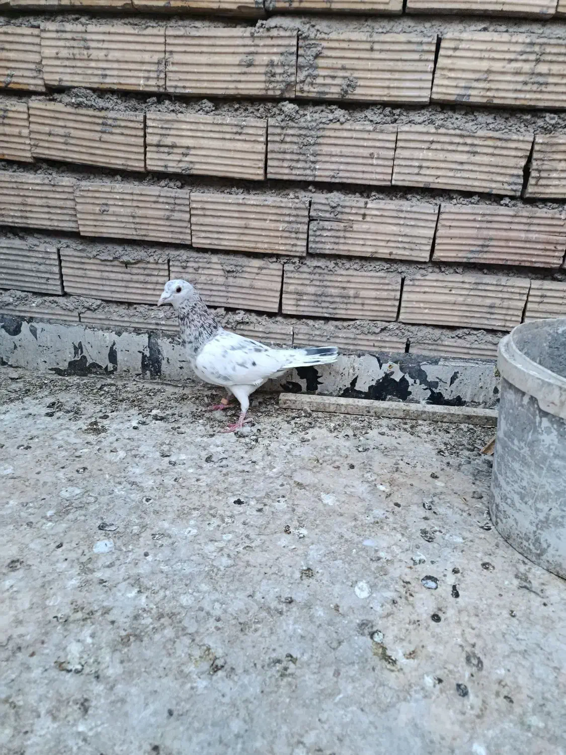 کبوتر|پرنده|بیرجند, |دیوار