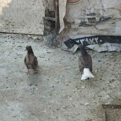 جوجه کبوتر|پرنده|گنبد کاووس, |دیوار