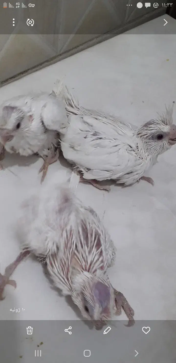 عروس هلندی|پرنده|زهک, |دیوار