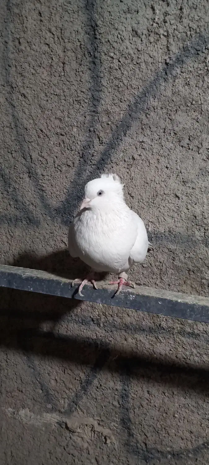 کفتر سفید ماده|پرنده|تهران, مشیریه|دیوار