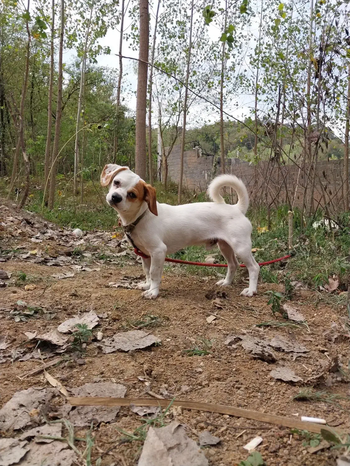 سگ پاکوتاه|سگ|لاهیجان, آهندان|دیوار