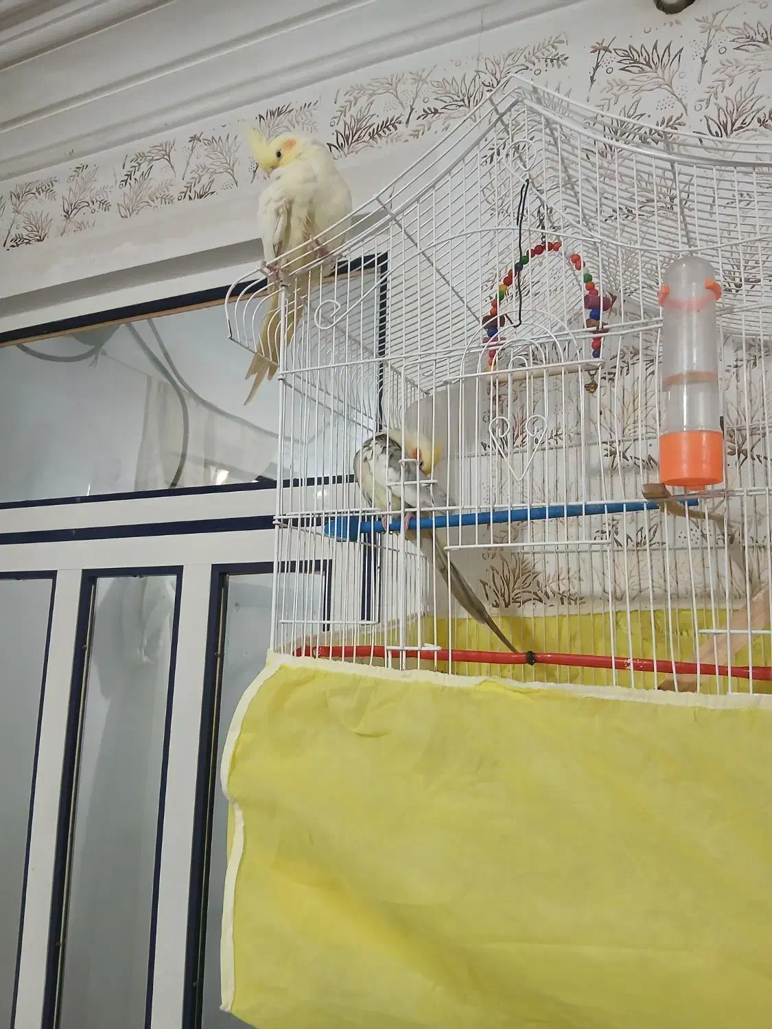 یک جفت عروس و یک عدد جوجه همراه قفس|پرنده|رشت, کوی مهر|دیوار