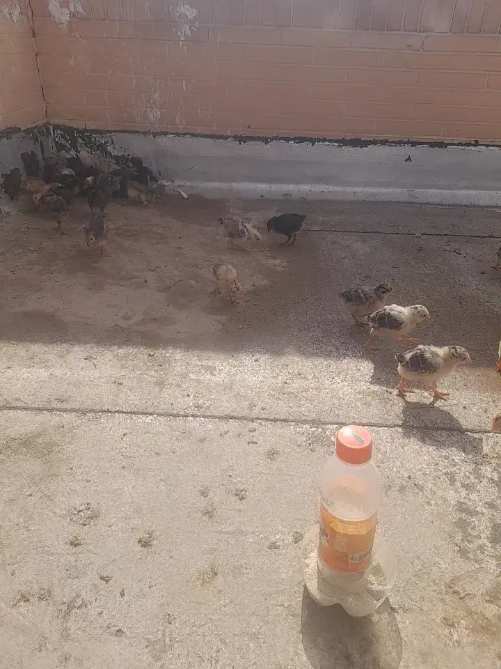 فروش جوجه مرغ محلی|حیوانات مزرعه|یزد, |دیوار