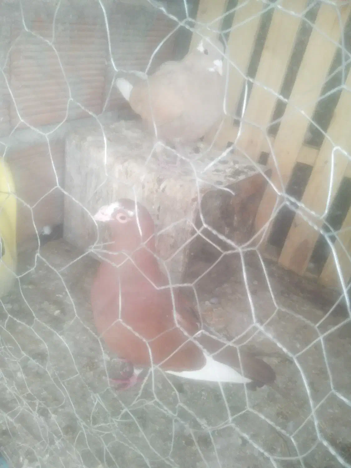 پرنده|پرنده|یزدان شهر, |دیوار