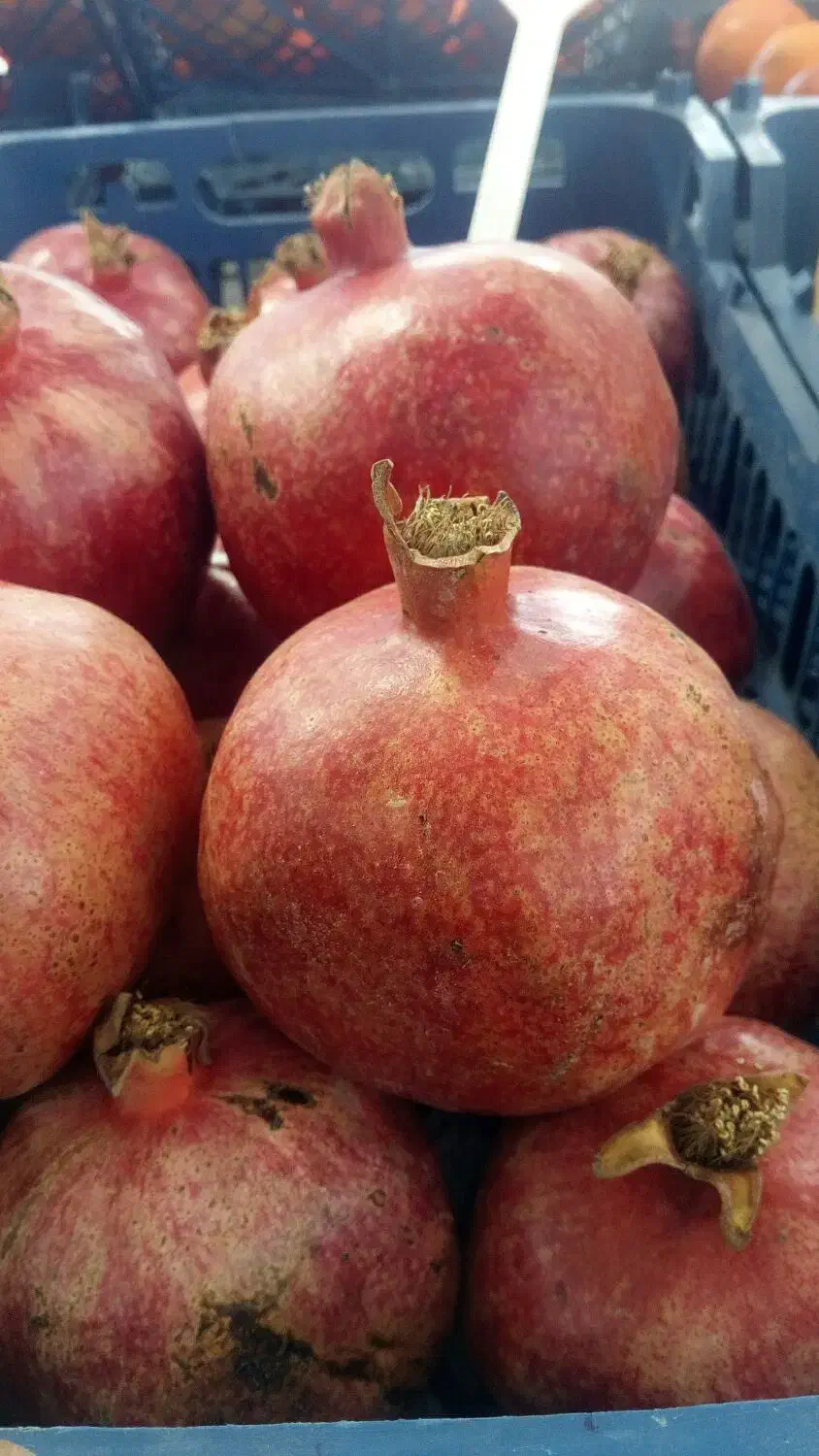 اثطوایی|خوردنی و آشامیدنی|کاشان, میدان کهنه|دیوار