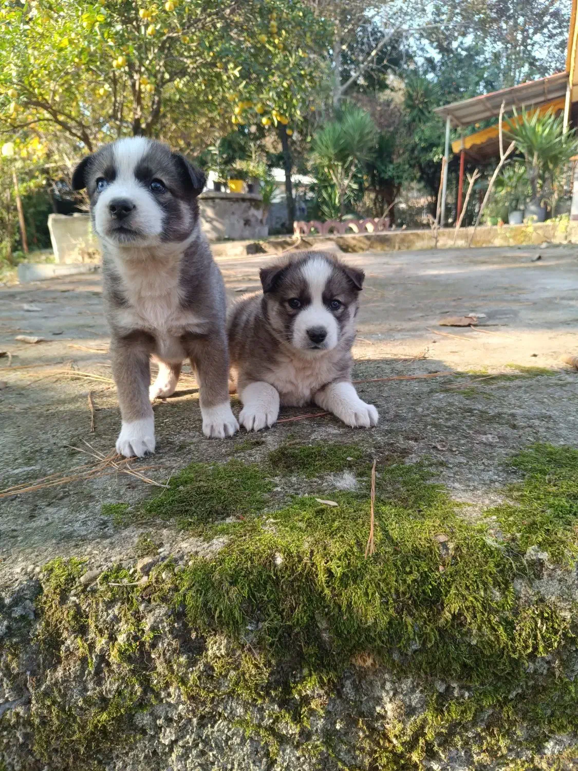 توله سگ هاسکی خالص|سگ|ماسال, |دیوار