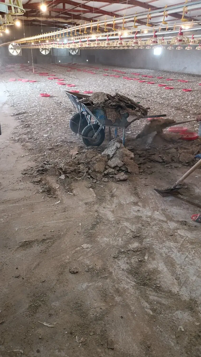 فروش کود حیوانی و مرغ گوشتی.|خدمات باغبانی و درختکاری|نیریز, |دیوار