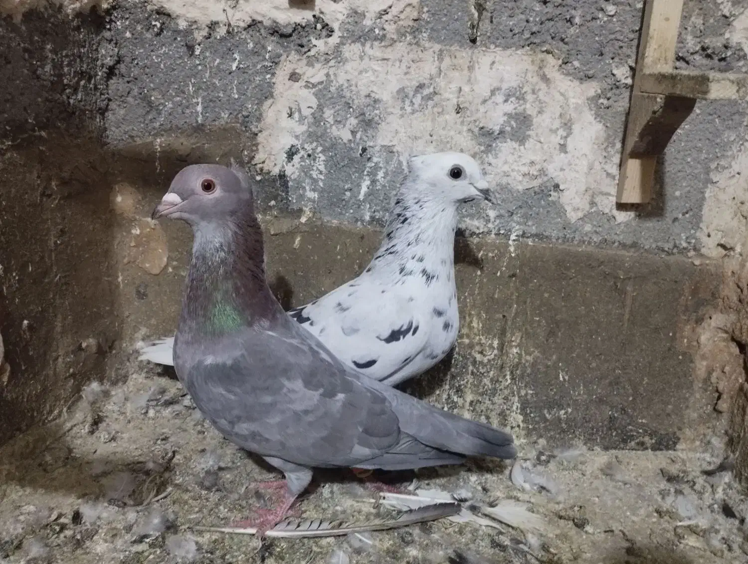 کفتر رنگه سینه هفرنگ دمسفید سارکاکلی ....|پرنده|مشهد, رستگار|دیوار