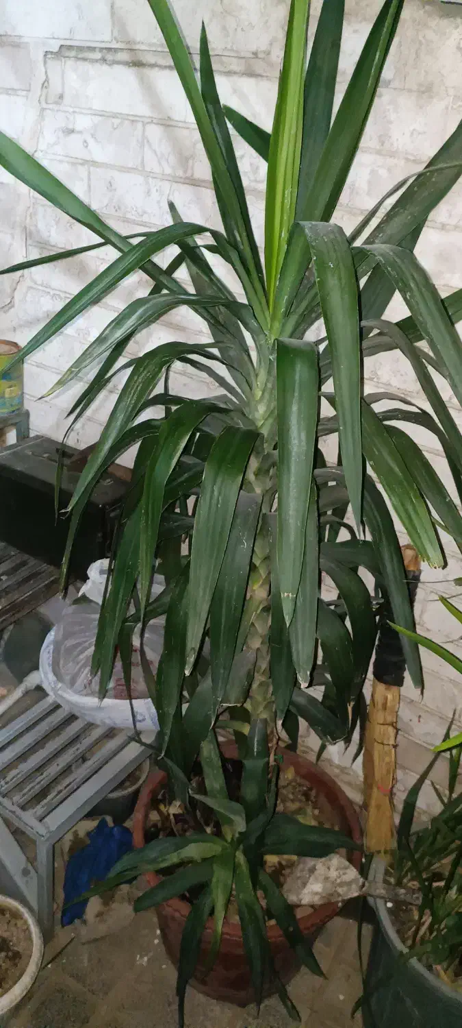 گیاه یوکا ۱۶۰ سانتی|گل و گیاه طبیعی|چهاردانگه (تهران), |دیوار