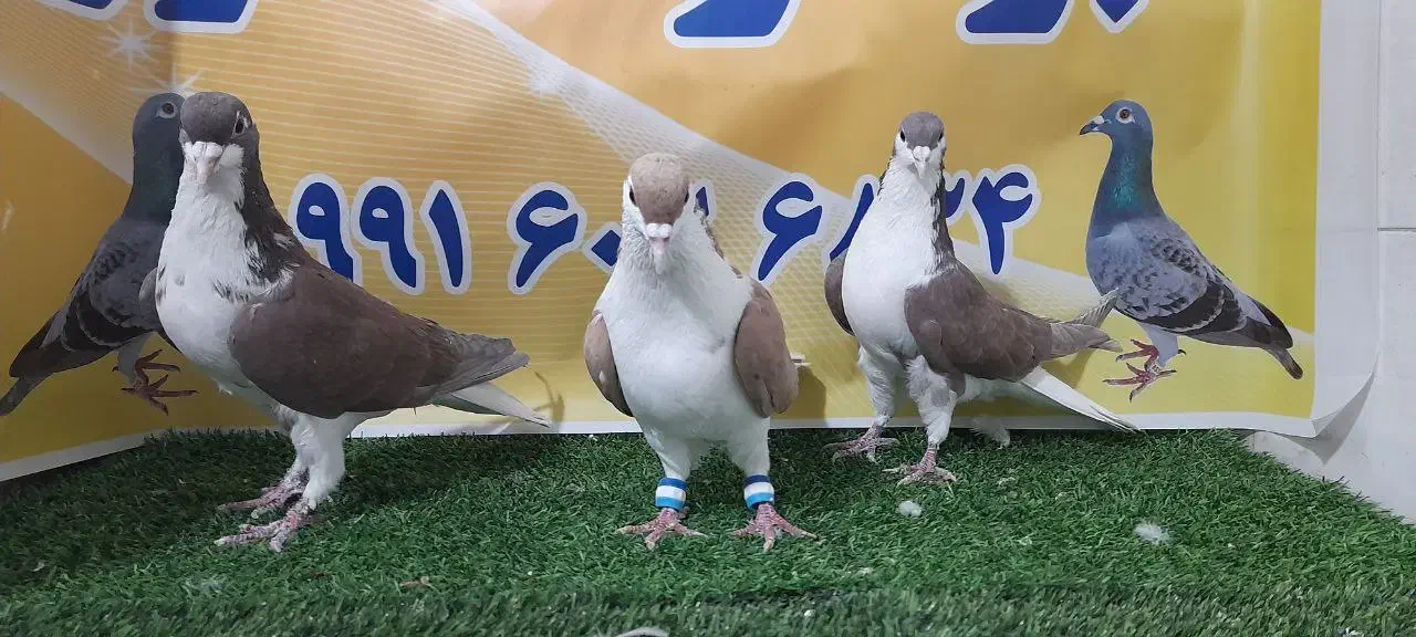 کفترهوای|پرنده|مه ولات, |دیوار