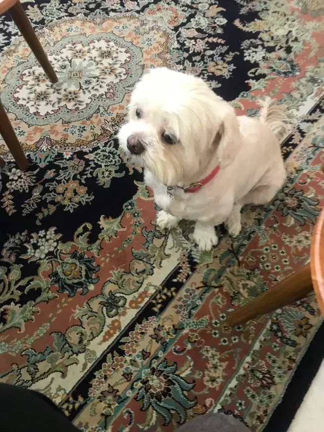 واگذاری سگ ماده شیتسو مالتیز|سگ|نوشهر, |دیوار