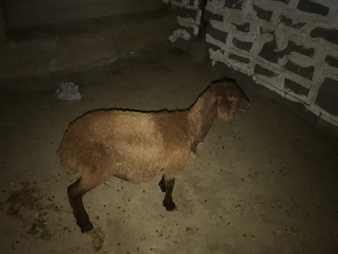 ۲ بره و دوتا میش لاغر|حیوانات مزرعه|گرگان, |دیوار