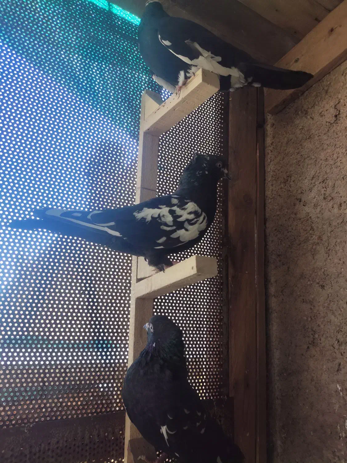 کبوتر|پرنده|مرودشت, فاز دوم شهرک فرهنگیان|دیوار