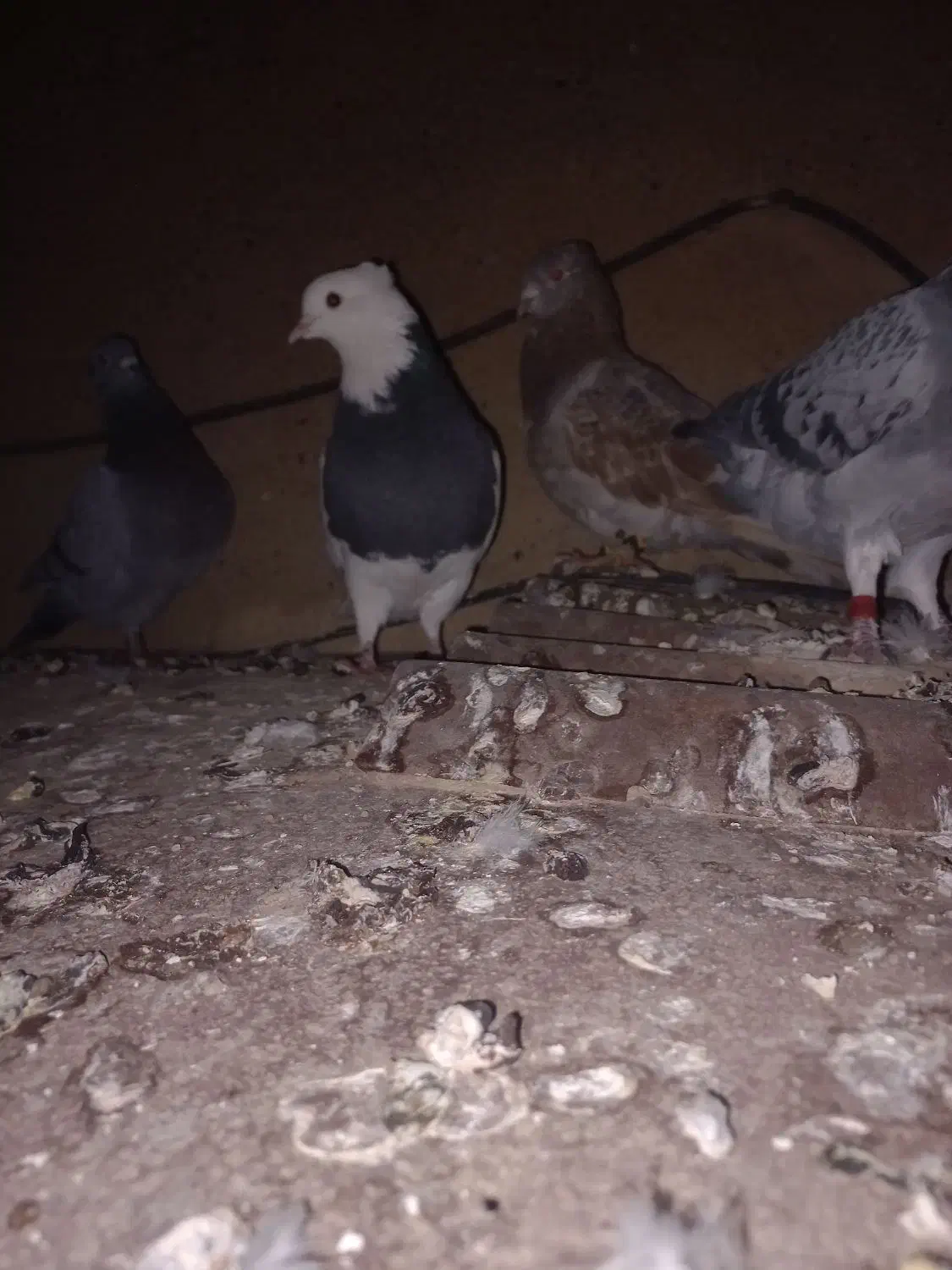 کبوتر|پرنده|مسجد سلیمان, |دیوار