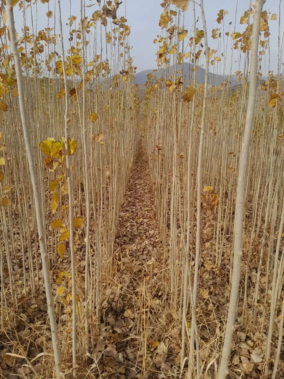 فروش نهال های صنوبر|گل و گیاه طبیعی|خوی, |دیوار