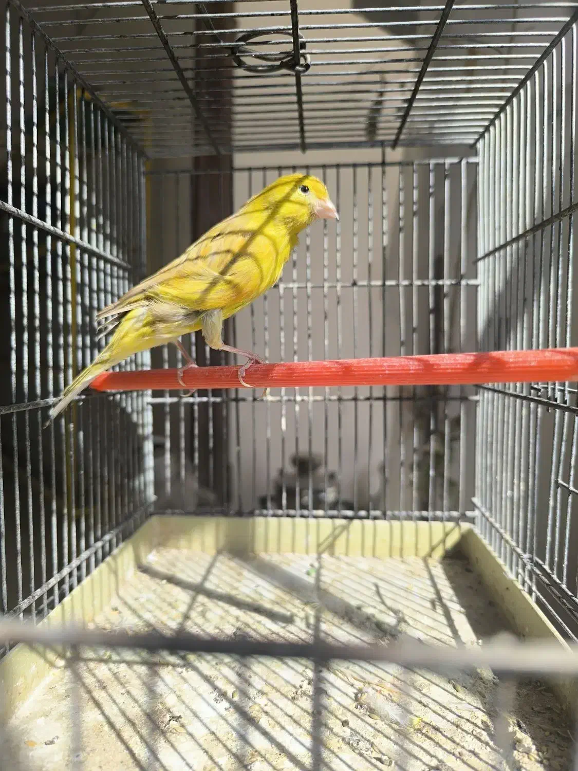 قناری رسمی بلند نر سرخ سبز چغندری|پرنده|جرقویه, |دیوار