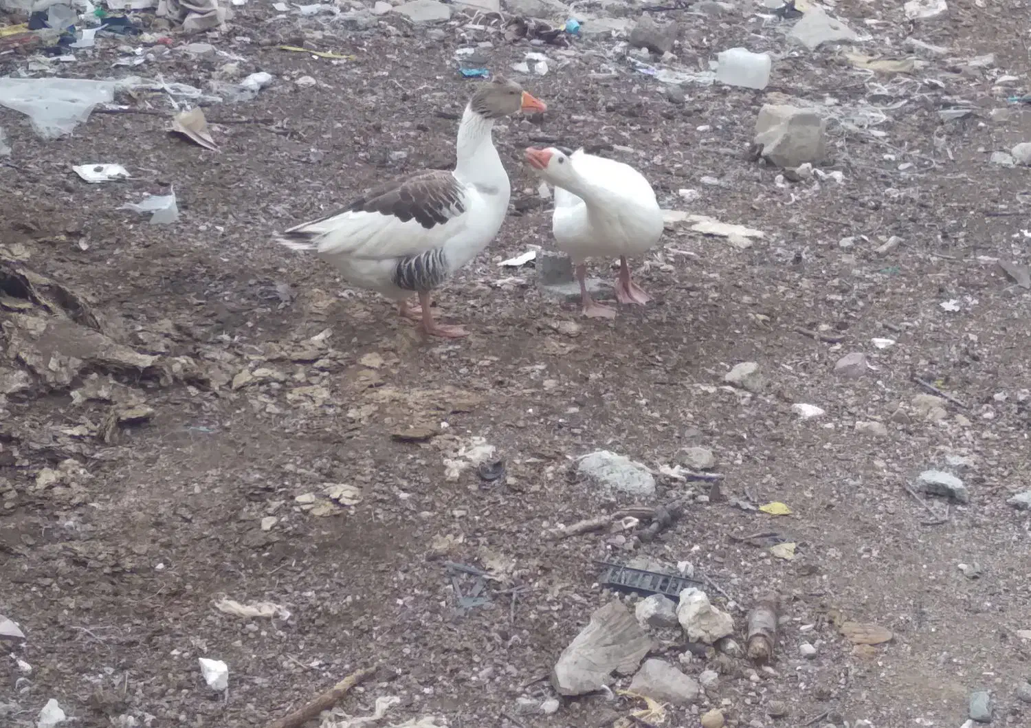 دوعددغاز|حیوانات مزرعه|مشگین شهر, |دیوار