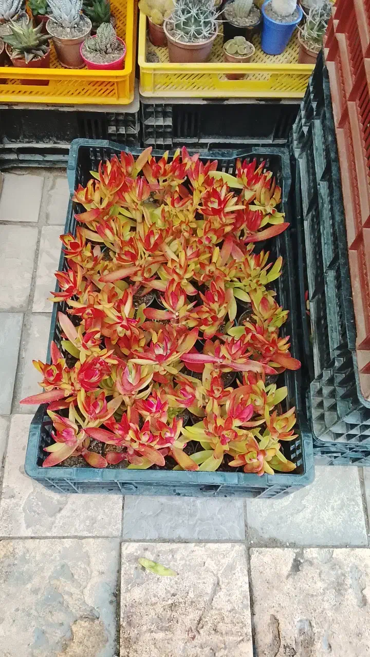 تعویض خاک گلدان در منزل  فروش گل و تحویل درب خانه|گل و گیاه طبیعی|مشهد, فرهنگیان (شهرک غرب)|دیوار