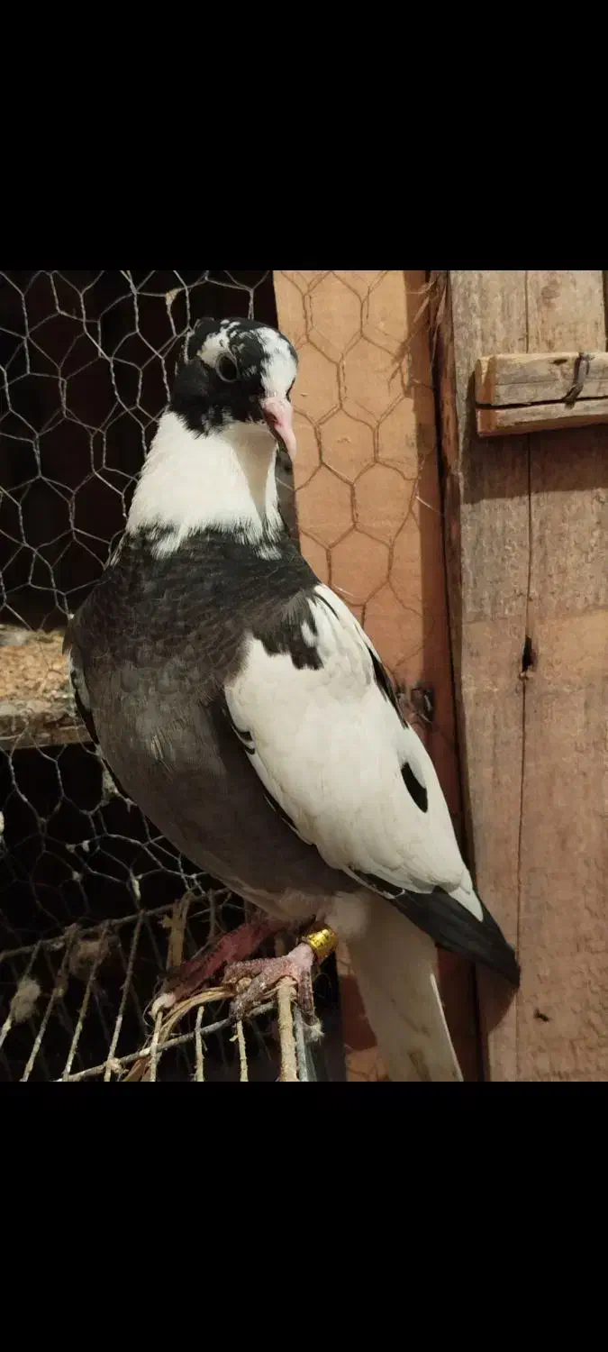 کبوتر شاپر|پرنده|چرداول, |دیوار