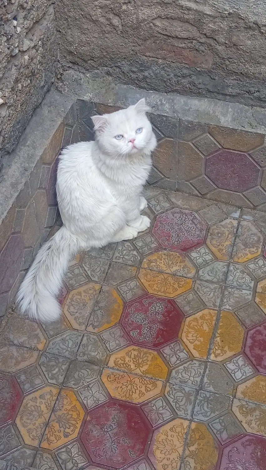 گربه|گربه|بوکان, |دیوار