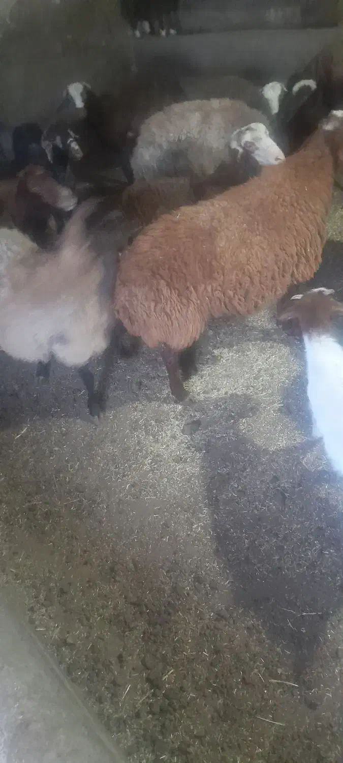 گوسفند|حیوانات مزرعه|کوراییم, |دیوار