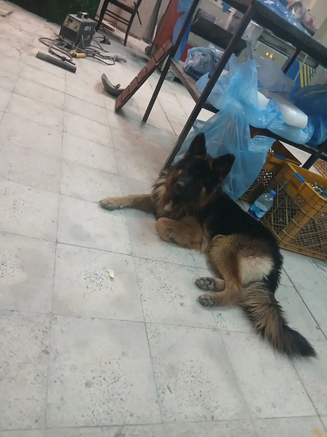 سگ ژرمن نگهبان|سگ|اسلام‌شهر, چیچکلو|دیوار