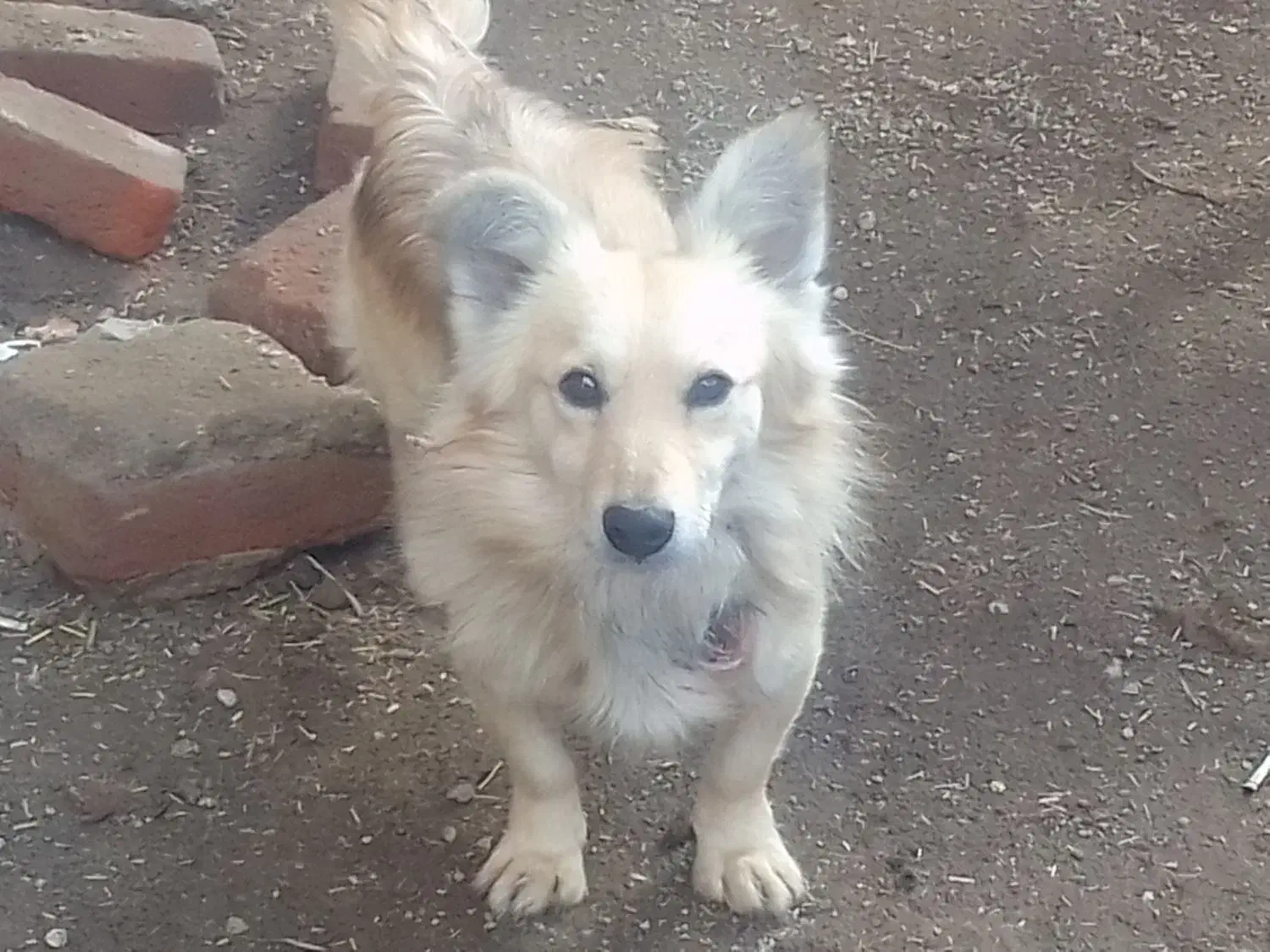 سگ پاکوتا|سگ|بناب, |دیوار