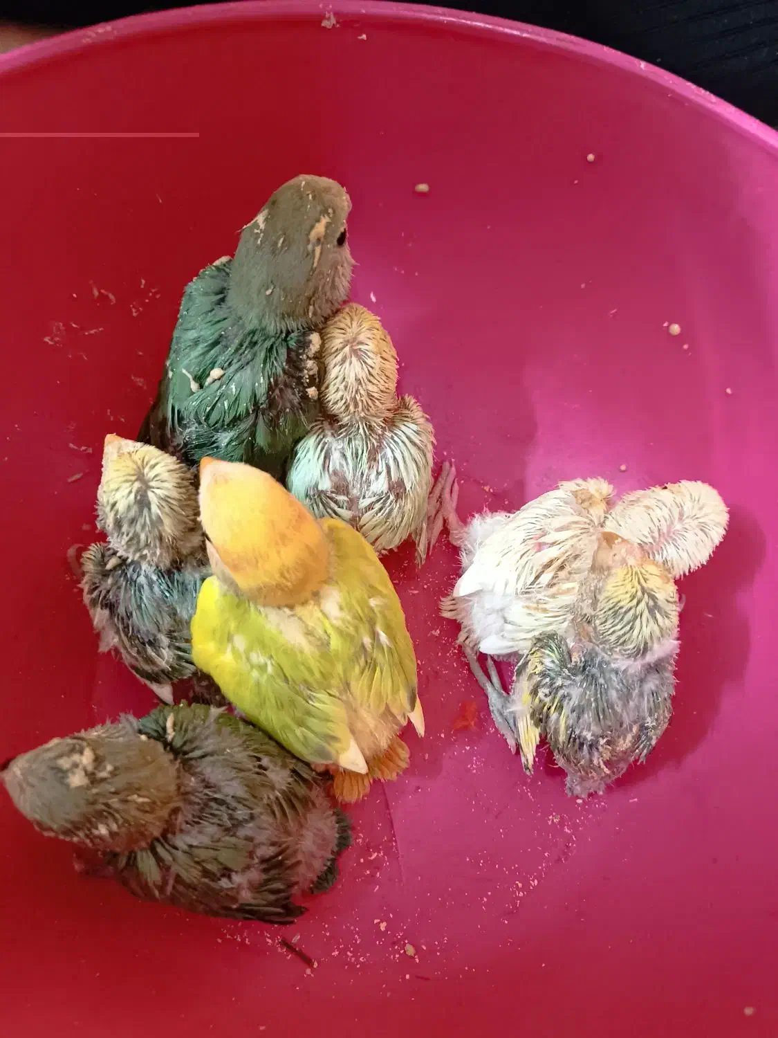 طوطی برزیلی|پرنده|جهرم, |دیوار