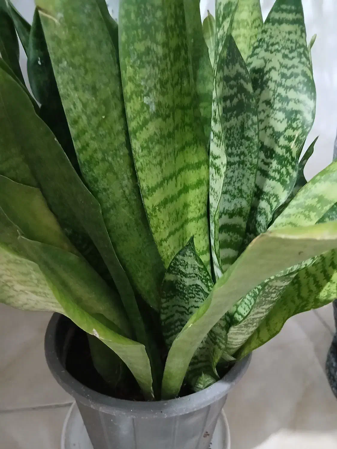 گل سانسوریا|گل و گیاه طبیعی|رشت, پل تالشان|دیوار