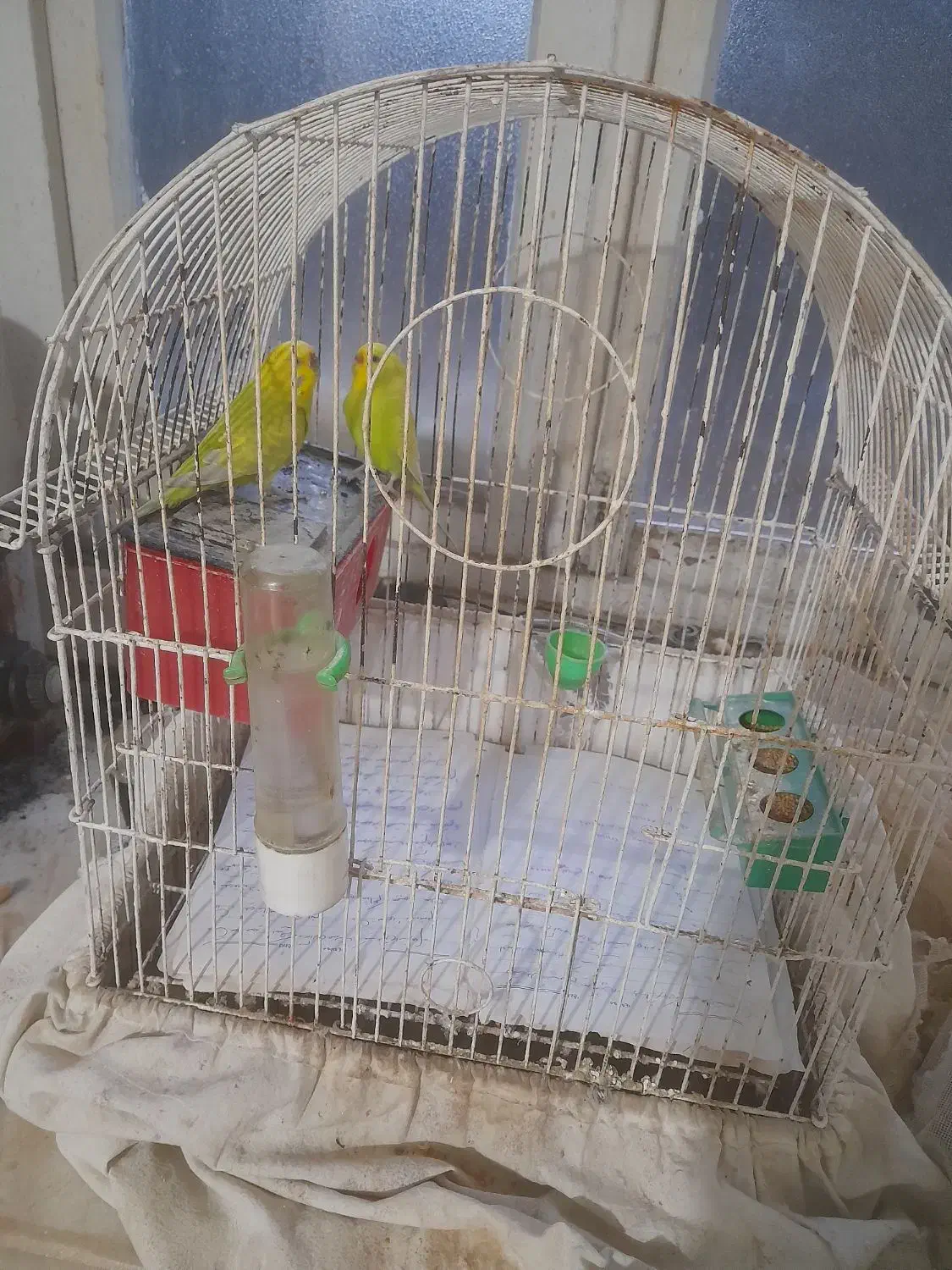 فروش مرغ عشق های زیبا|پرنده|بندر انزلی, کلیور|دیوار