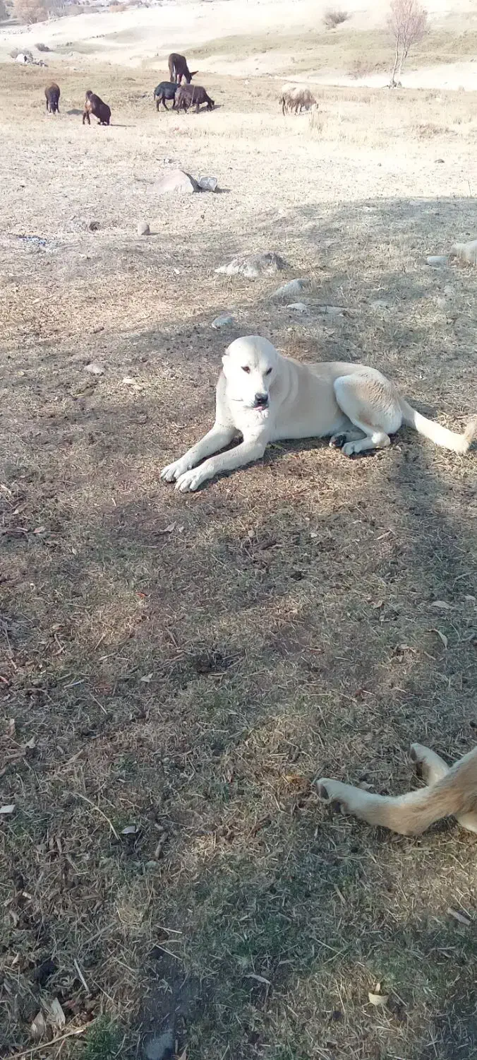 سگگله|سگ|بستان آباد, |دیوار